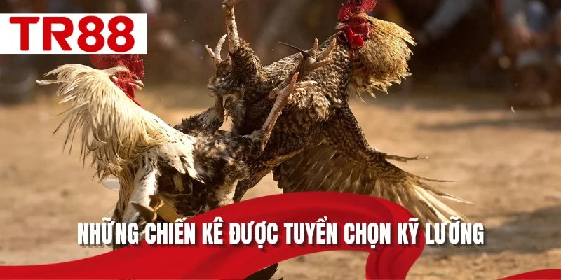 Những chiến kê được tuyển chọn kỹ lưỡng